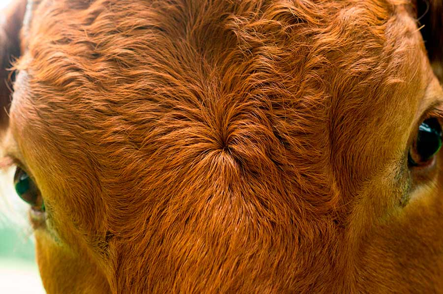 Buey-vaca