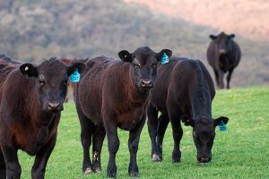 Comprar carne de angus