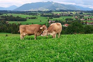 carne navarra