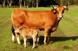 Vaca Asturiana